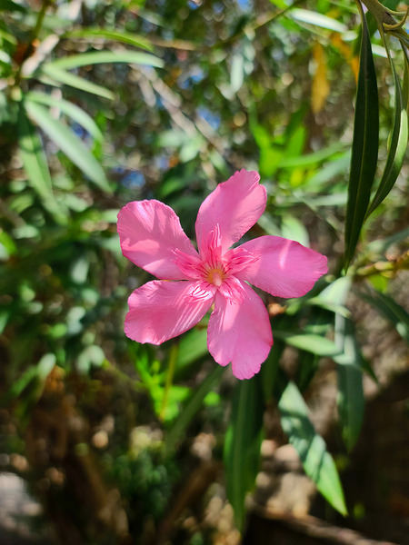 Sun-Kissed Solitude Print