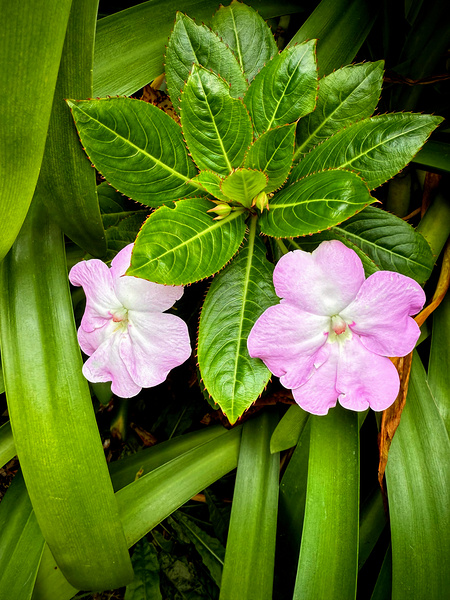 Twin Beauty & Symmetry Print