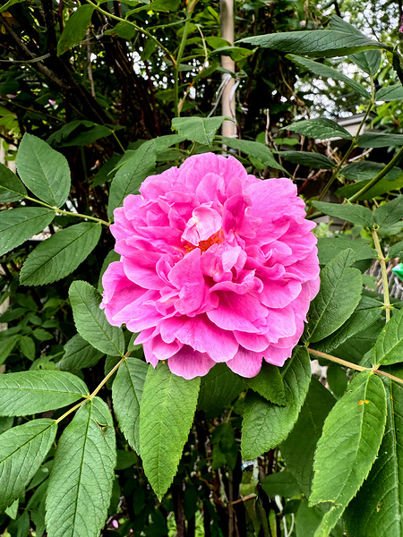 Wild Grace: The Rugosa Bloom Digital Download