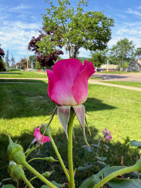 Petalbound: The Secret Just Before Beauty Speaks Téléchargement Numérique