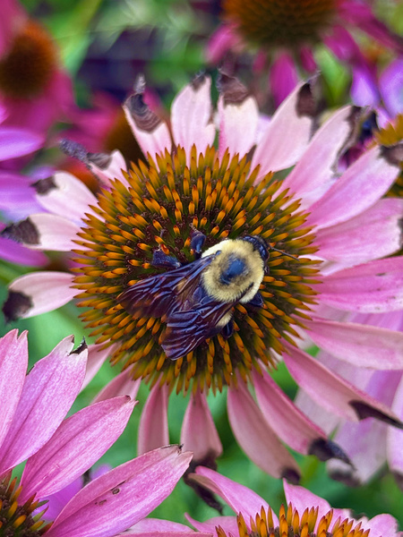 The Heart of Nature Téléchargement Numérique