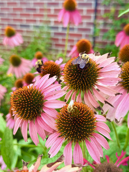 Garden Buzz Digital Download