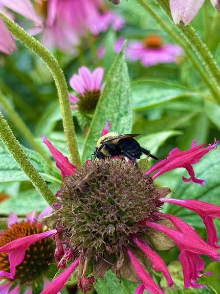 Fading Glory Last Harvest Digital Download