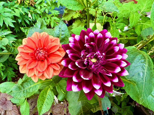 Nature’s Take on Balance and Beauty Print