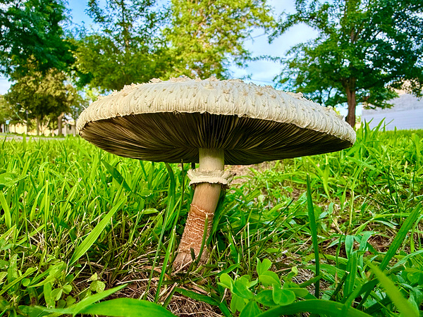 The Watcher in the Grass Téléchargement Numérique