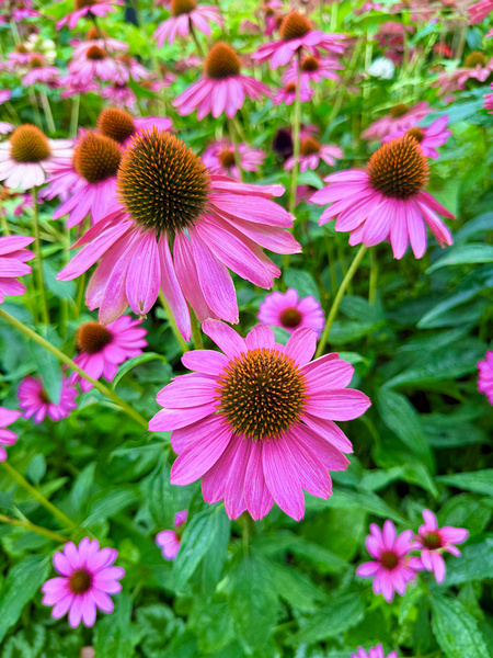 Petal Parade Digital Download