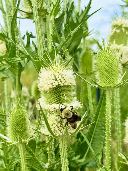 Nature’s Bristle Crown Digital Download