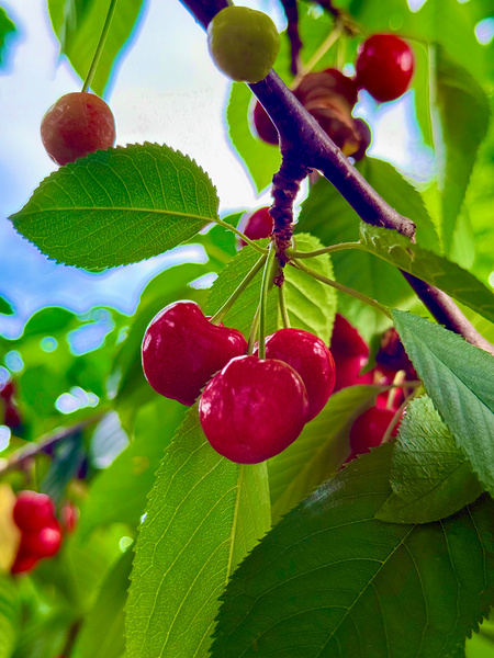 Ripening Moments Under Summer’s Veil Print