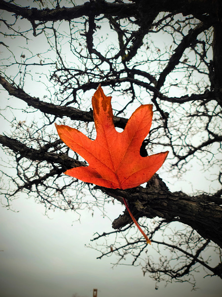 A Fallen Farewell : Defiant Ember Téléchargement Numérique