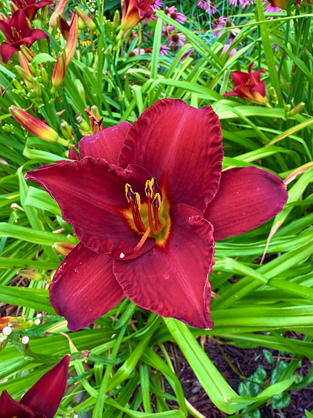 Garden Spotlight Print