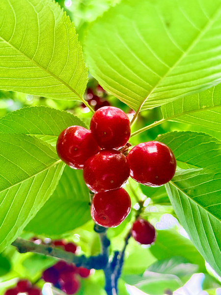 Scarlet Clusters of Abundance Print