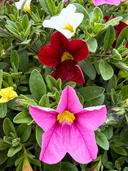 Bold Petals Quiet Strength Téléchargement Numérique