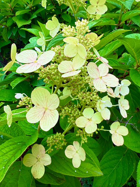  Pale Hydrangea Cluster Digital Download