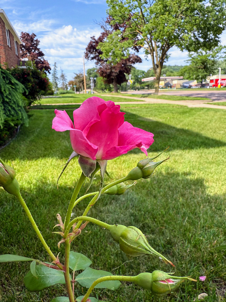 The Rose That Listened to the Wind Téléchargement Numérique