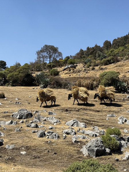 IMG 9558 Digital Download