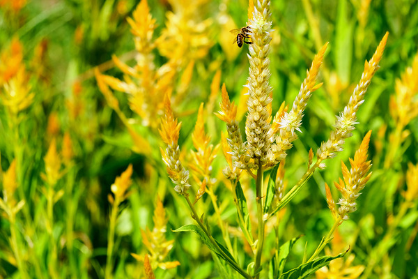 Yellow Wool Flower: Fields of Fire and Flight Digital Download