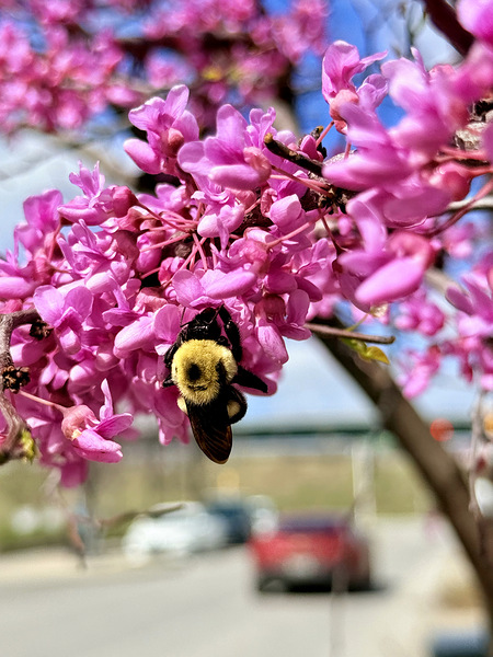 Wild at Heart Urban by Address Print