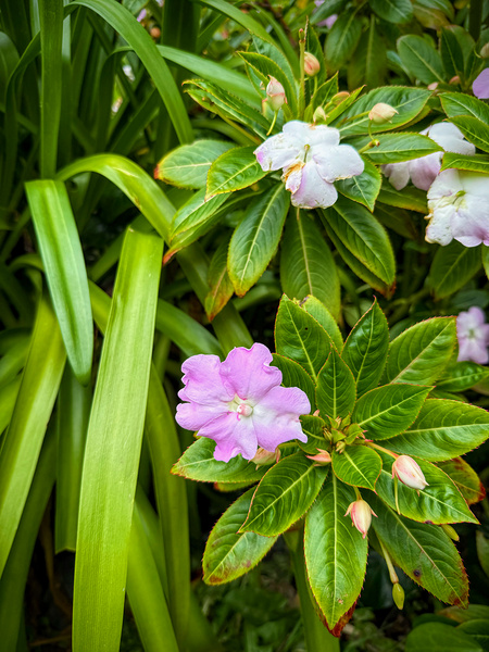 Green Rhythm Pink Pause Digital Download