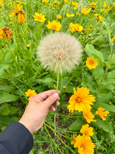 The Wild Stillness Between Wishes Téléchargement Numérique