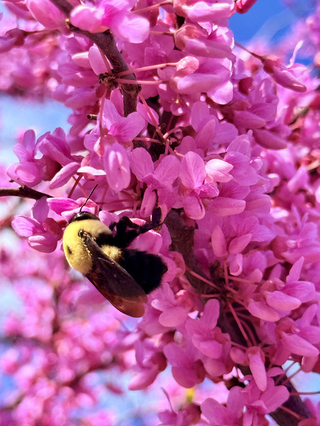 The Golden Visitor Print