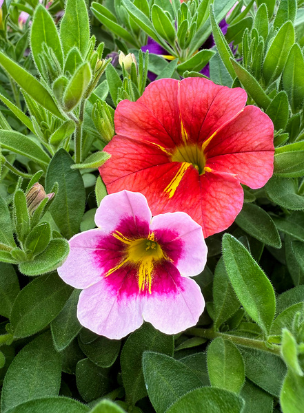 Duet in Full Color Digital Download