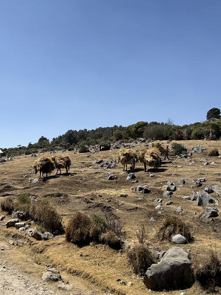 IMG 9563 Digital Download