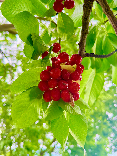The Patience of Fruit: A Quiet Celebration Digital Download