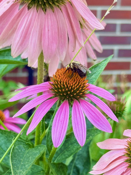 Floral Landing Téléchargement Numérique