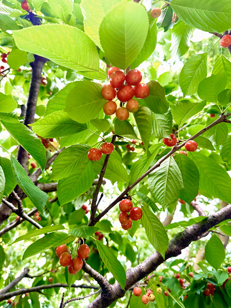 The Humble Crown of the Orchard Queen Téléchargement Numérique