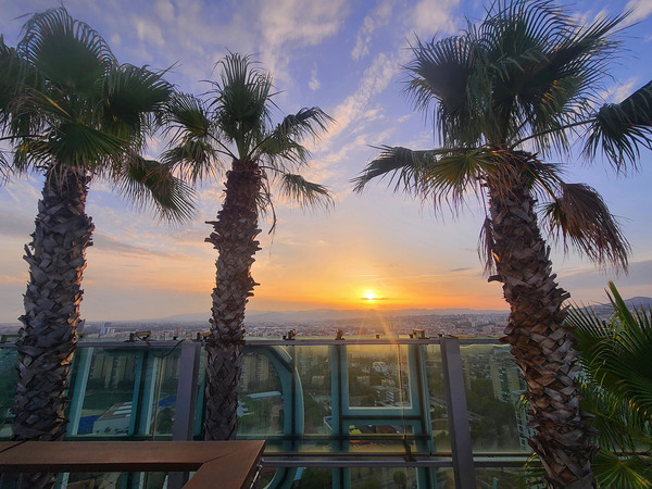 Palm Witnesses of the Falling Sun Digital Download