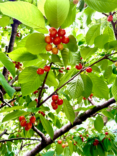 Emerald Boughs and Scarlet Promises Digital Download