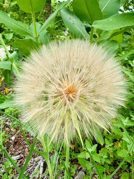 Prairie Starburst: A Prayer in Plant Form Digital Download
