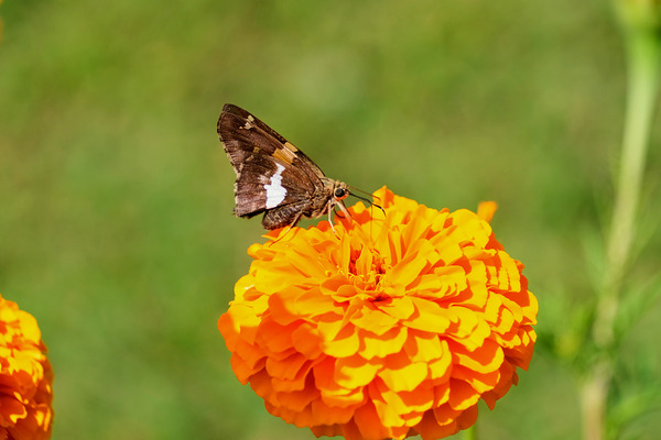 Marigold Thrones and Winged Kings Digital Download