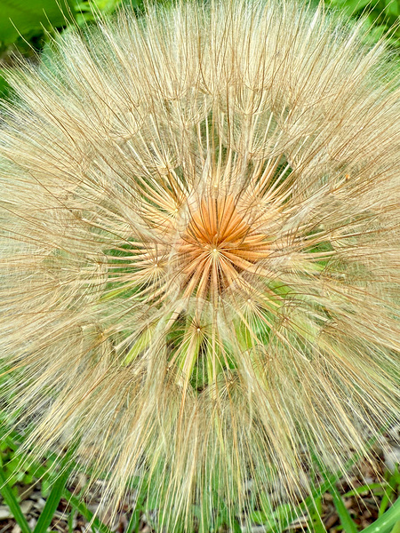 Nature’s Compass: All Directions One Origin Digital Download