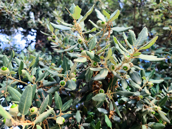 Acorn Awakening Digital Download