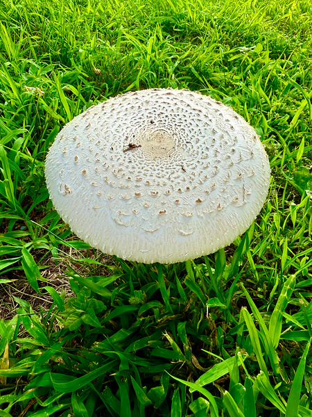 Fungal Solar Disc Print