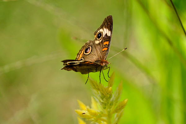 Buckeye Butterfly: Nature’s Tiny Oracle Print