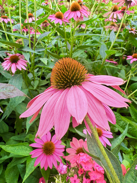 Echinacea Ensemble Digital Download