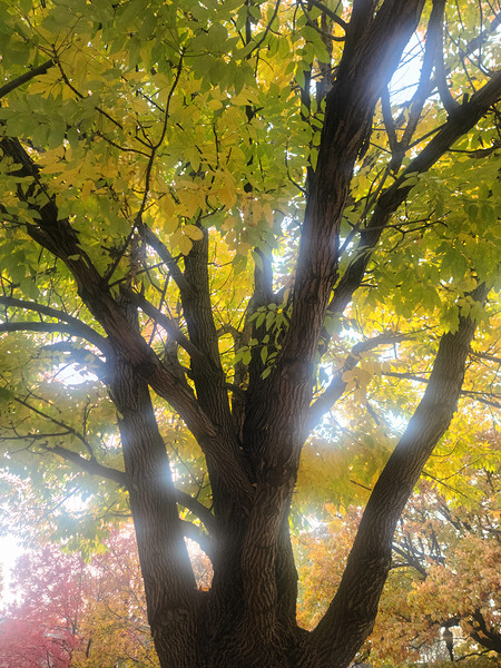 Fall Transition: Beneath the Light of Leaves Téléchargement Numérique