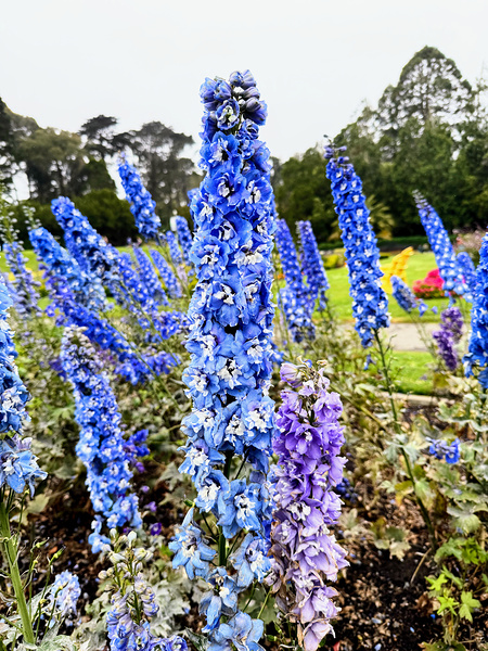 Whispers in Ultramarine Digital Download