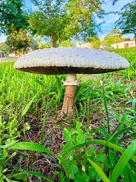 Pillar of the Undergrowth Téléchargement Numérique