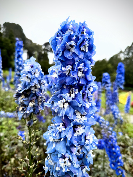 Blue Spire in Bloomstorm: Larkspur Print
