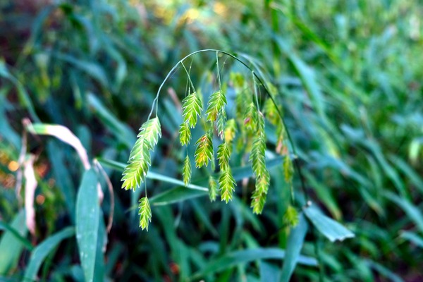 Silent Green Wind Chimes Print