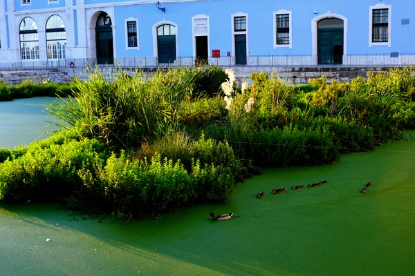 Ducking the Tourists Téléchargement Numérique