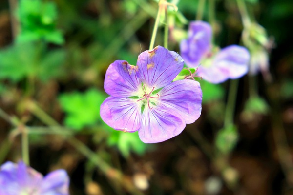 Flower Bloom 8 Digital Download