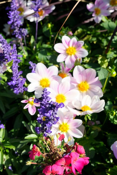 Blushing Petals 2B Digital Download