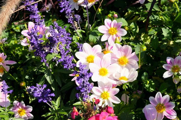 Blushing Petals 2 Digital Download