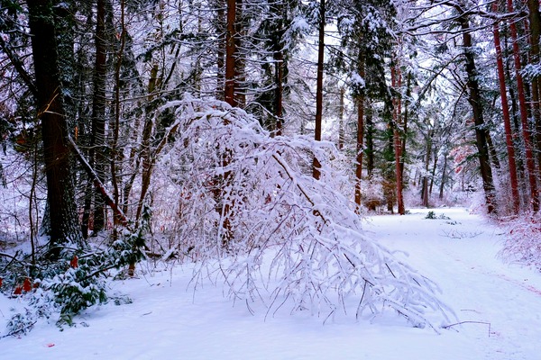 Bowing to Winter Téléchargement Numérique