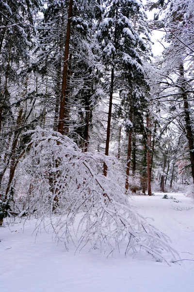 Bowing to Winter 2 Téléchargement Numérique