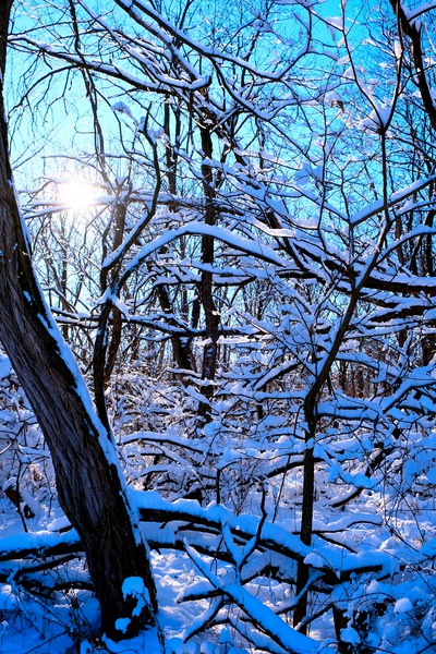 Frozen Limbs 3 Print